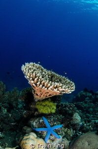 H E A R T - S T A R
Apo Island, Cebu. Philippines 2014 by Irwin Ang 